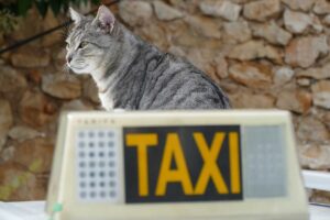 Taxi dla zwierząt w Chełmie